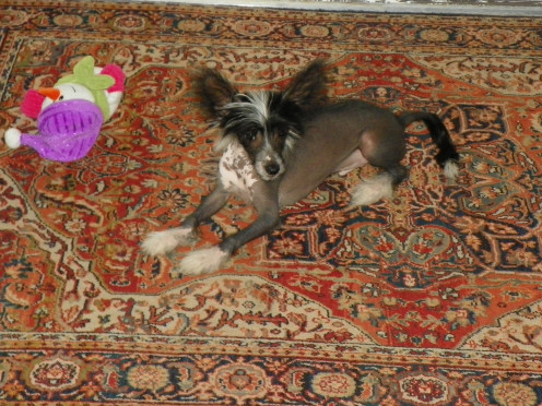Little Lucky at 4 months old.  I have a feeling that Harry is watching over him.  