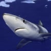 sharkfacts profile image