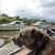 Hendrix enjoying the view! Hendrix enjoying the view!