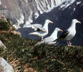 Glaucous-winged gull colony in Glacier Bay