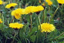 Use dandelion greens in salads or steamed. Try dipping the flowers in batter and frying them!