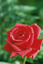Chop fresh, pesticide free rose petals and add them to pound cake or boxed yellow or white cake mix.