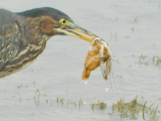 Green Heron with What Could Be a Crayfish