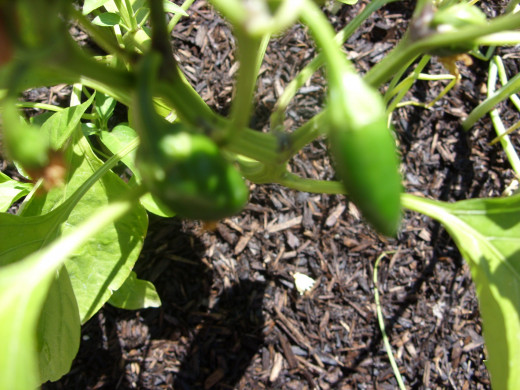 Cute little Serrano peppers soon after bringing them home from the nursery.