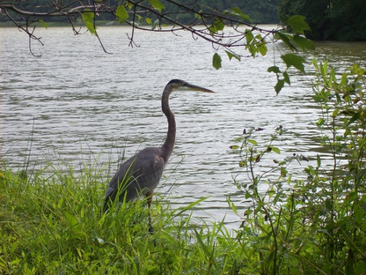 A heron on the lake
