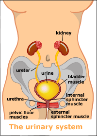 The urinary system 
