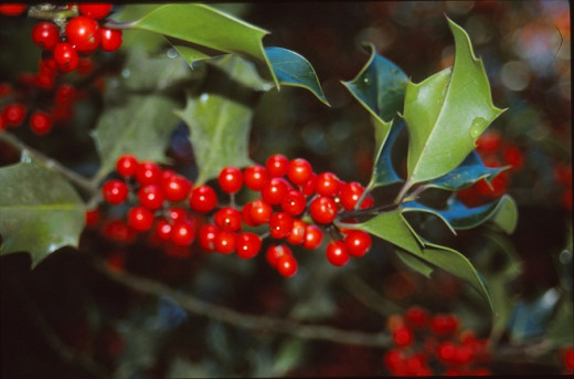 Holly berries