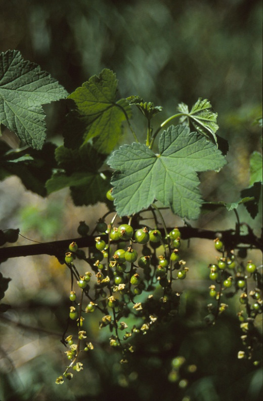 red currents forming