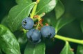How to Grow Organic Blueberries