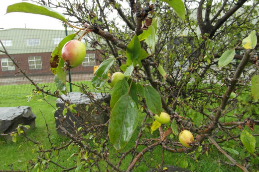 Crab apples