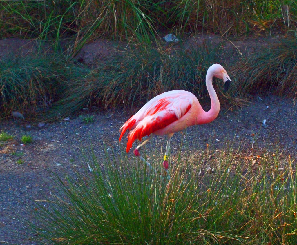 Entertainment book woodland park zoo coupon