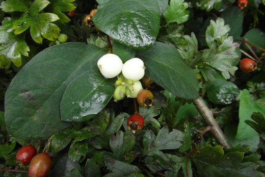 Snowberry (amongst hawthorn)