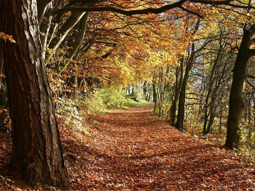  Herbstwald in Deutschland Martin Heiss