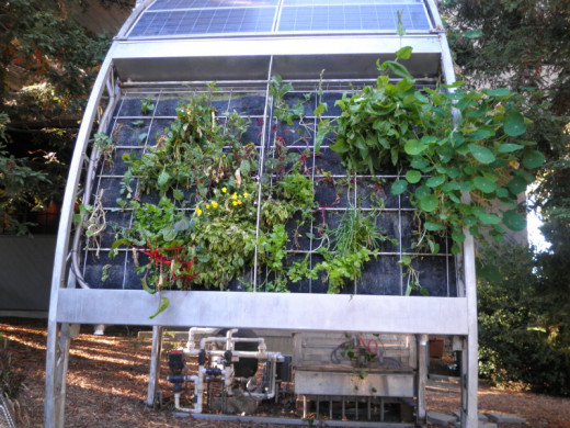 This vertical hydroponics platform grows vegetables and flowering plants without the use of soil.