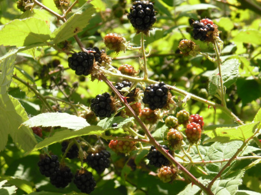 Berries and rose hips are food for migrating birds, as well as for people.