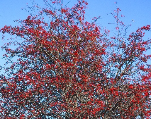 Hawthorn berries