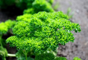 Add fresh parsley