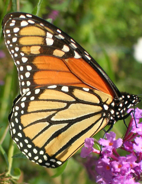 This monarch butterfly is enjoying a Buddleja Special.