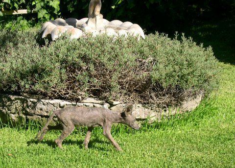 This was thought to be a Chupacabra but is actually a coyote with really bad mange.  Poor creature! 