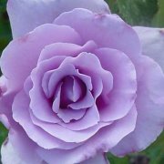 Blue Girl Hybrid Rose