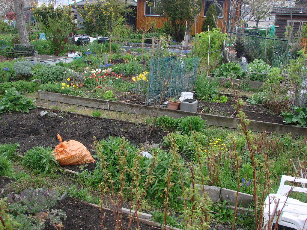 Food Not Lawns: Reasons To Grow Food In Your Backyard | HubPages