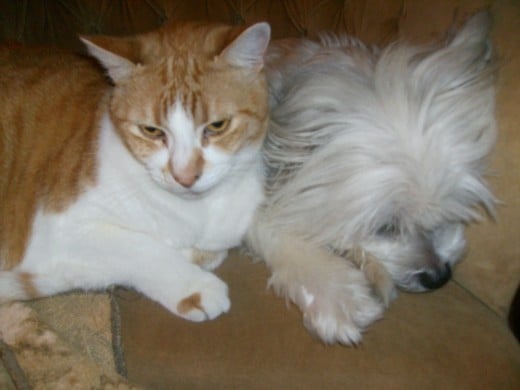 Cats and dogs CAN get along!