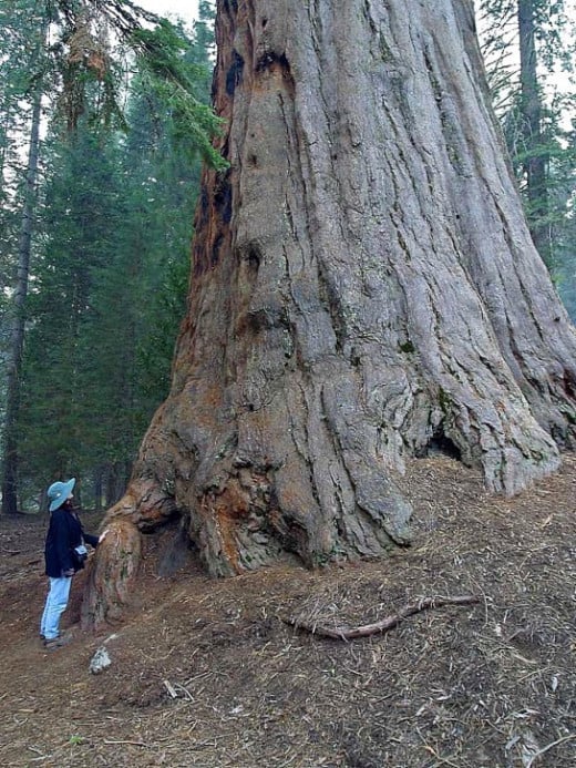 Perhaps one day the tree you planted may grow to be as big as this magnificent Sequoia.