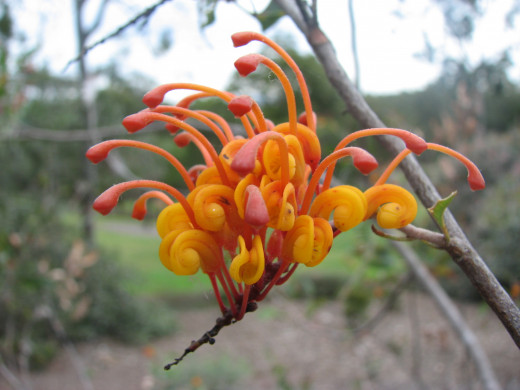 Native flowers rich in nectar such as this Grevillea aurea provide a vital sugar source for native birds and small marsupials.