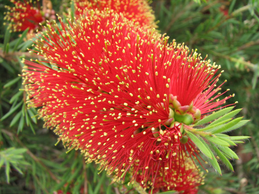Native plants don't have to be ugly, look how vibrant and colourful this red bottlebrush flower is.