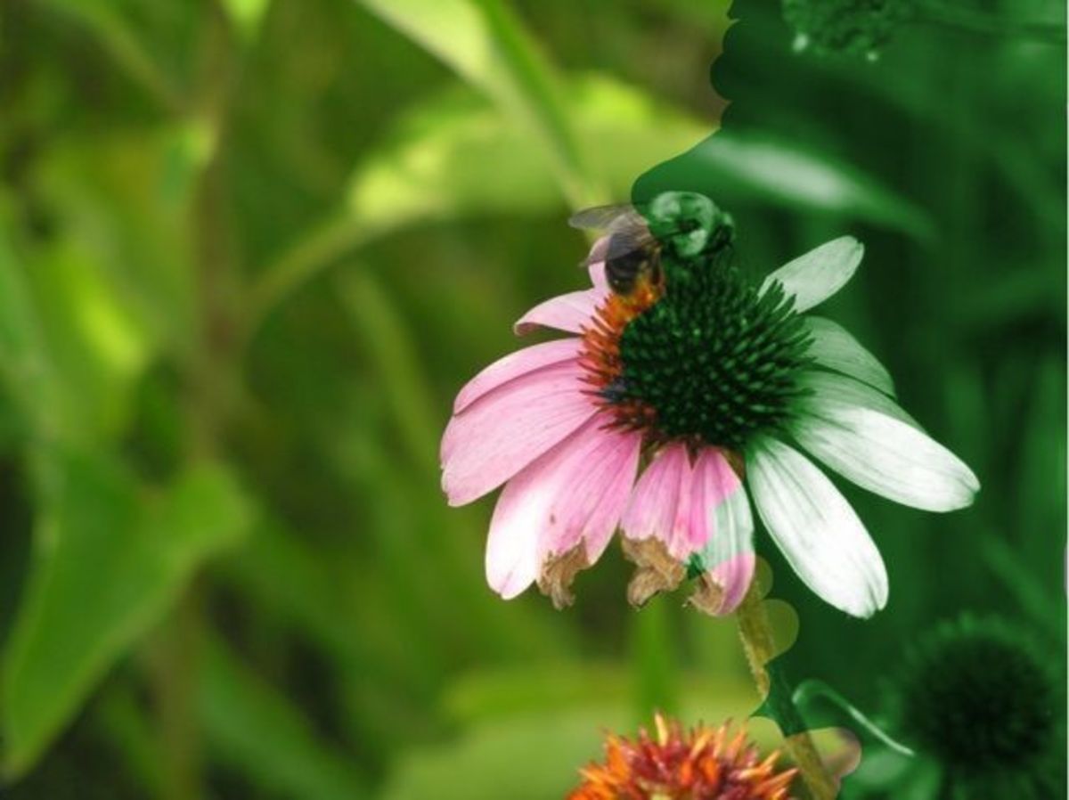 A Cone Flower partially recolored to show what it would look like under green light.