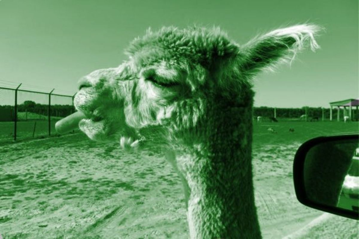 A llama as it would look under only green light.  What do you think it is eating?