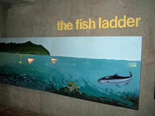 Fish Ladder at the Ballard Locks