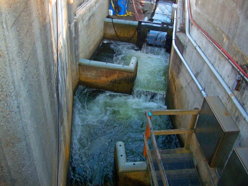 Fish Ladder at the Ballard Locks