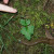 A Big Slug on Multnomah Falls Walking Trail A Big Slug on Multnomah Falls Walking Trail