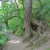 Weird Trees on Multnomah Falls Walking Trail Weird Trees on Multnomah Falls Walking Trail
