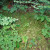 Plants on Multnomah Falls Walking Trail Plants on Multnomah Falls Walking Trail