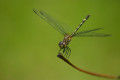 The Difference Between The Damselfly & Dragonfly