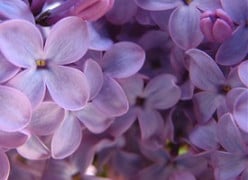 How to Make Lilac Syrup