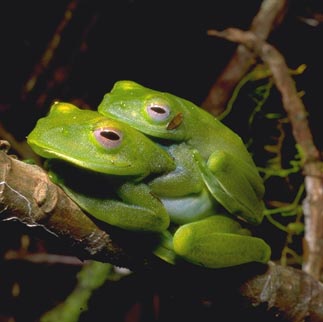 Frogs are the amphibians people are most familiar with