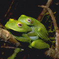 What Are Amphibians?