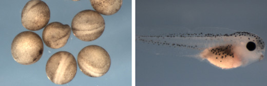 Frog embryos develop into tadpoles which are very different from adult frogs