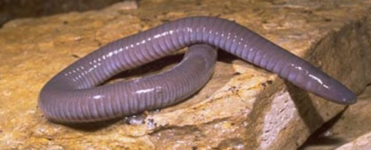 Despite appearances, this caecilian is an amphibian, not a worm!
