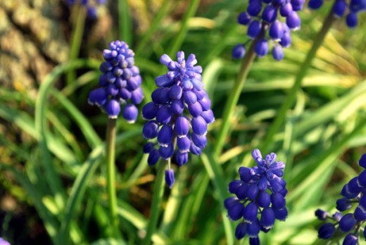 Grape hyacinth should be planted between 1.5 and 5 inches deep depending on the size of the bulb.  Grape hyacinth bulbs with multiply rapidly and quickly colonize a new area they are planted into,