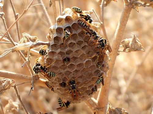 Wasp nests can be built almost anywhere!