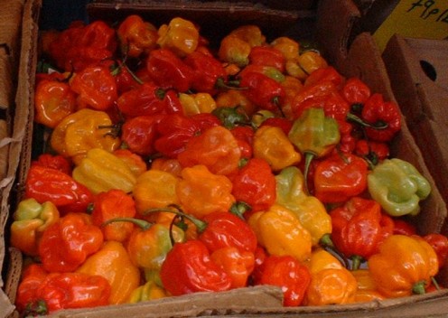More Scotch Bonnet peppers - Hot peppers (Scotch bonnet peppers) taken in Brixton market by C Ford