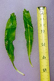 The leaf known as culantro, mexican corrianer or chadon beni . 
