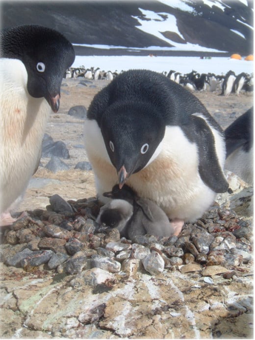 Adelie Penguin family with chicks