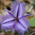 Native coastal wildflower, Leeuwin National Park, Western Australia.