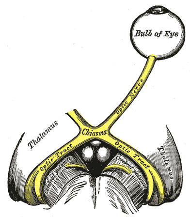 The left optic nerve and the optic tracts.