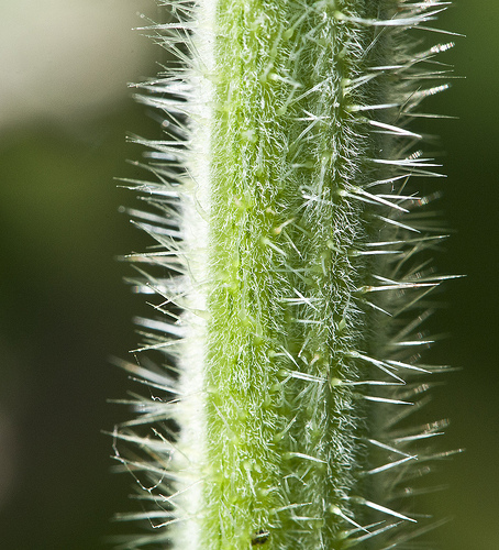 Close up of stinging nettle hairs or the 'stingers' on a stem